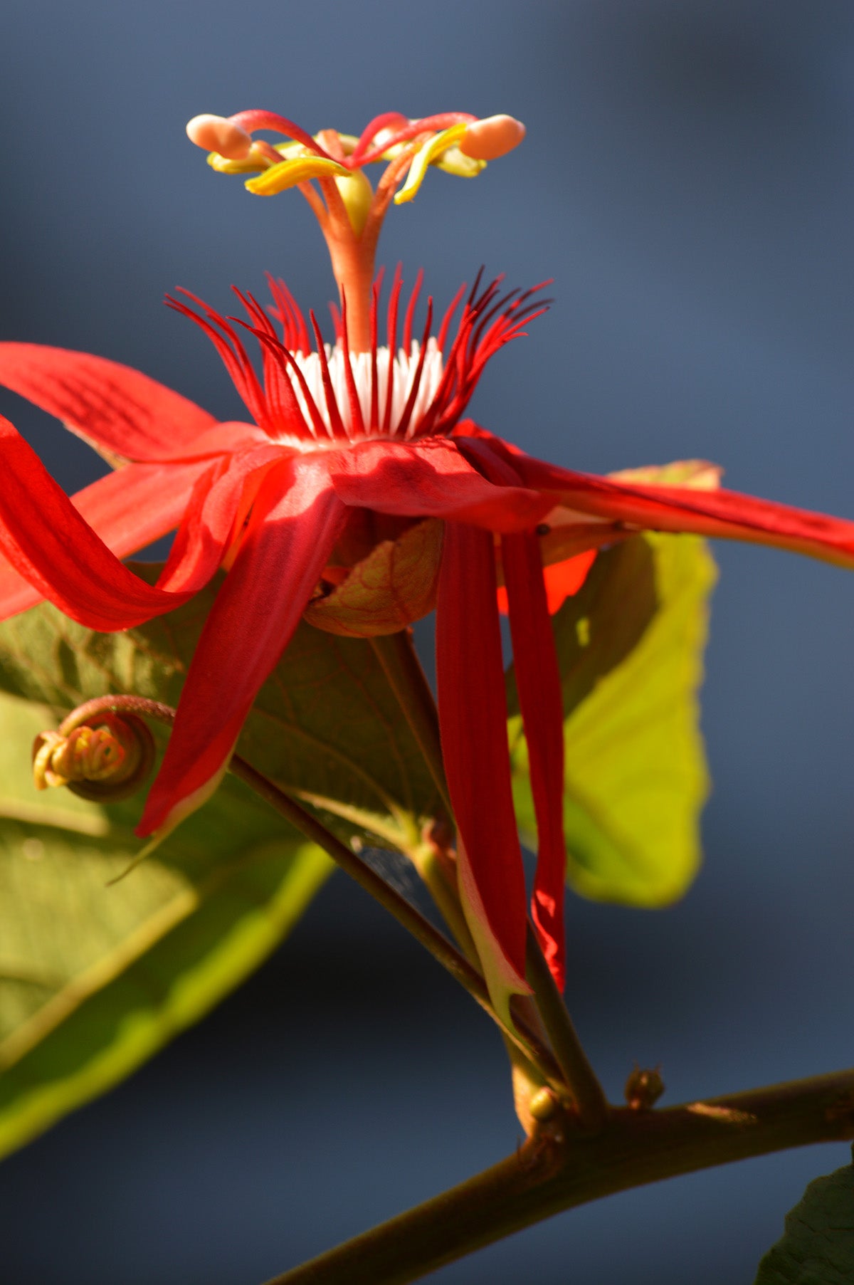 Botanical Gardens #649