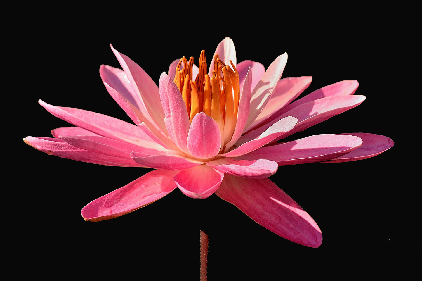 Botanical Gardens #716