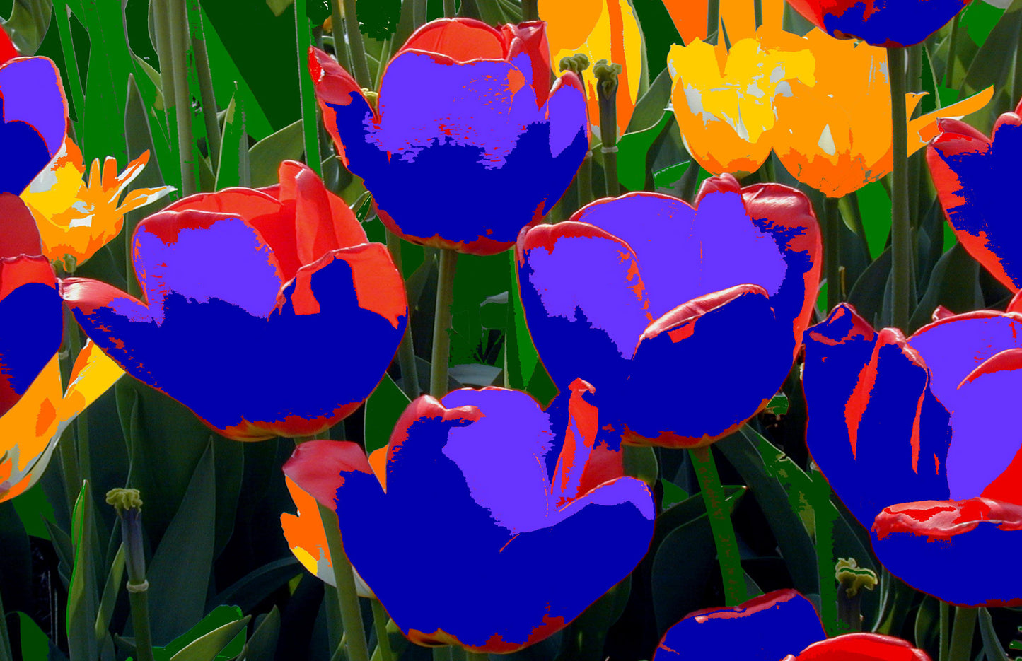 Tulip #23