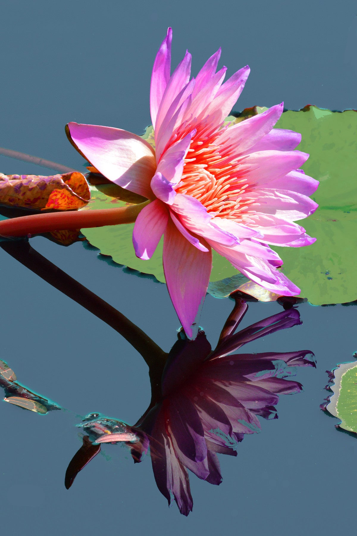 Water Lilies #871