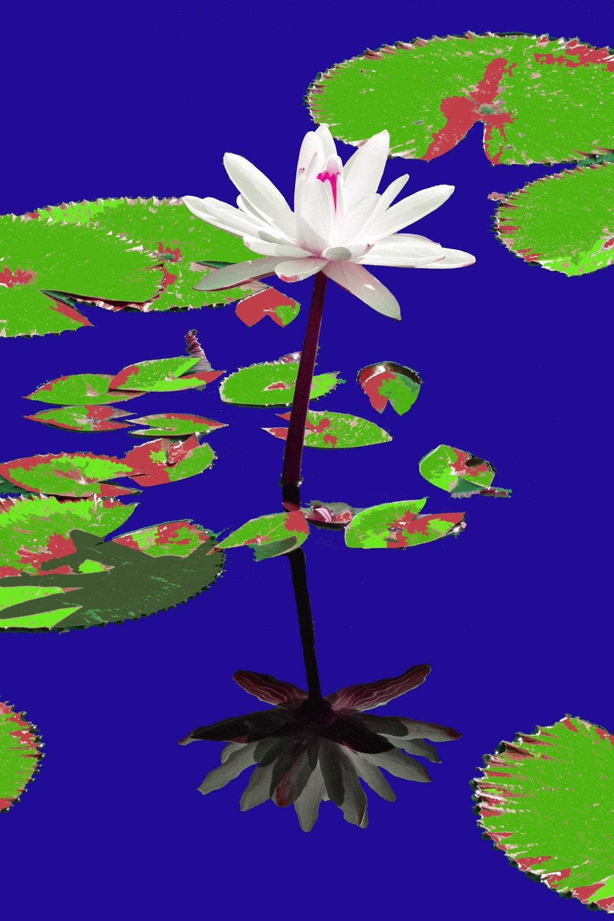 Water Lilies #872